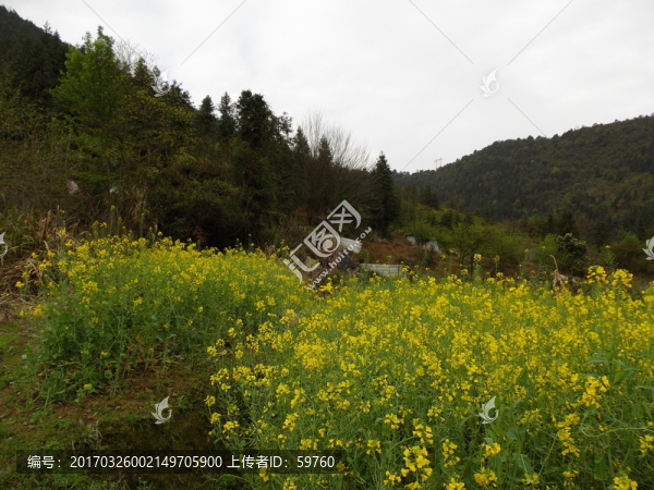 油菜花地