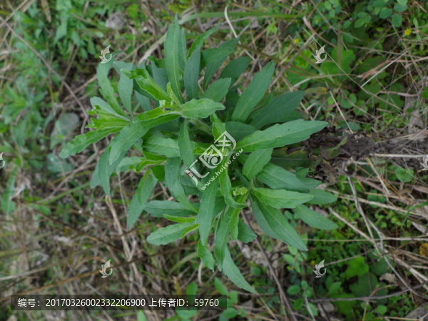 野生植物