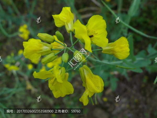 油菜花
