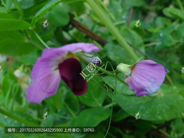 菜花