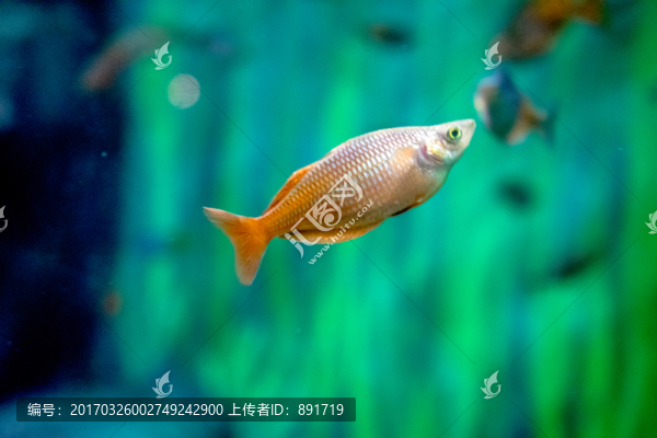 魚(yú)缸背景,,胭脂魚(yú)