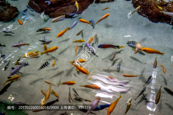 三湖魚(yú),三湖慈鯛