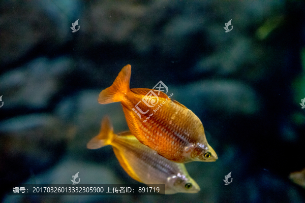 魚缸背景,胭脂魚