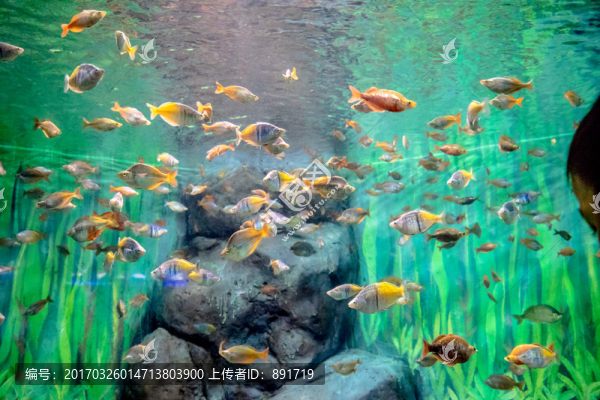 魚缸背景,胭脂魚