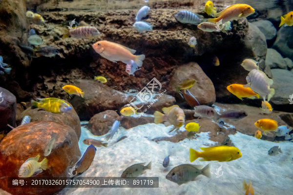魚缸背景圖,魚缸造景,水族店