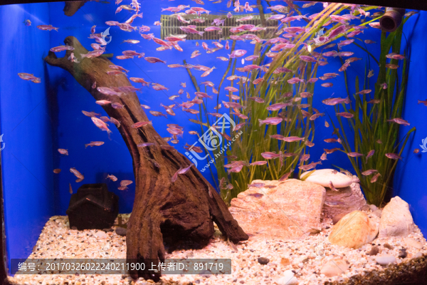 魚缸背景圖,魚缸造景