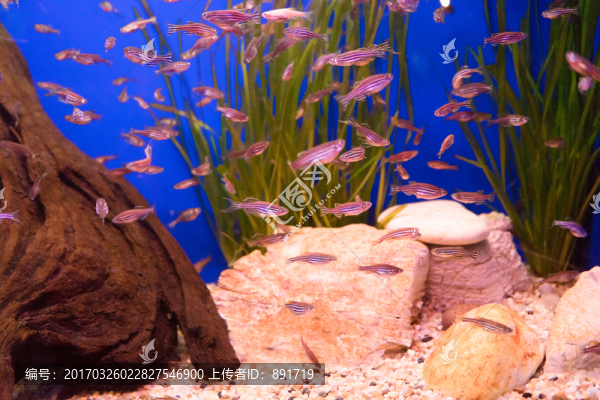 魚缸背景圖,魚缸造景