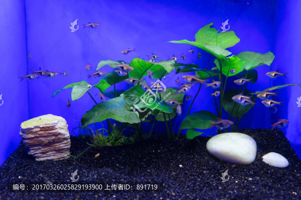 魚(yú)缸背景圖,魚(yú)缸造景,水族店