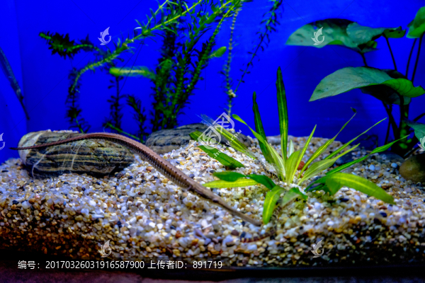魚(yú)缸背景圖,魚(yú)缸造景