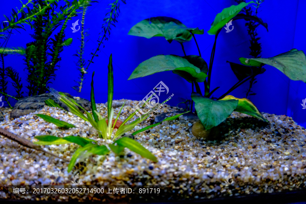魚缸背景圖,魚缸造景