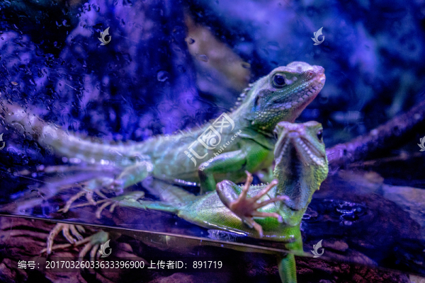 蜥蜴高清,爬蟲,寵物店