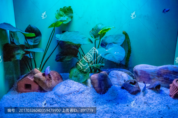 魚缸背景圖,珊瑚,魚缸造景