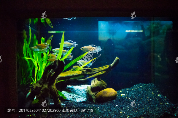 魚缸背景圖,珊瑚,魚缸造景