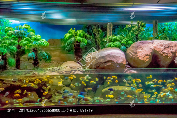 海洋館,魚缸背景