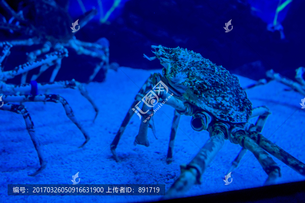 蜘蛛蟹,水族館