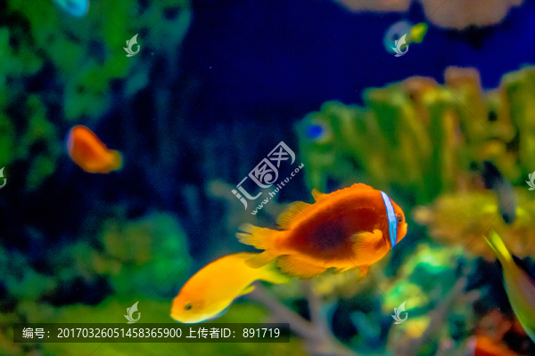 小丑魚,海底世界,海洋館