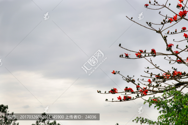 木棉花開(kāi)