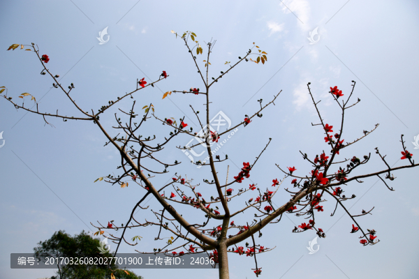 木棉花