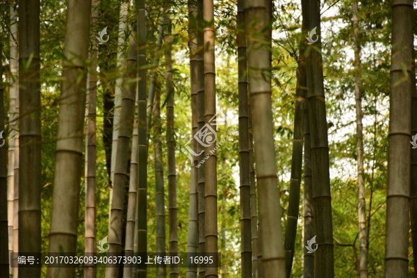 竹子