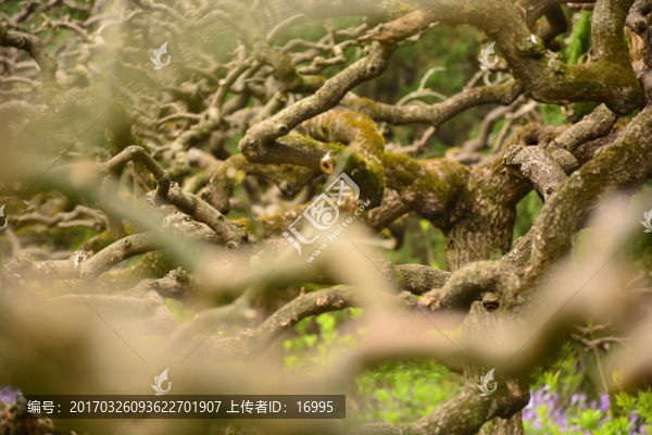 龍抓槐