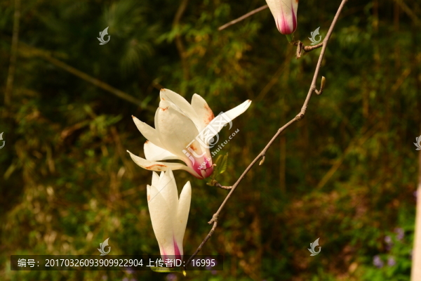 玉蘭花