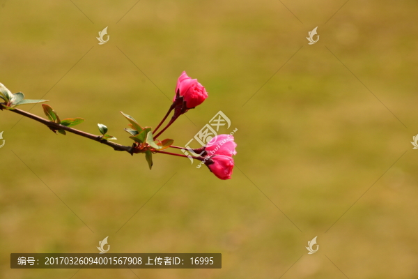 垂絲海棠