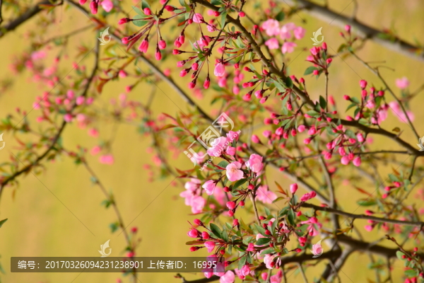 垂絲海棠