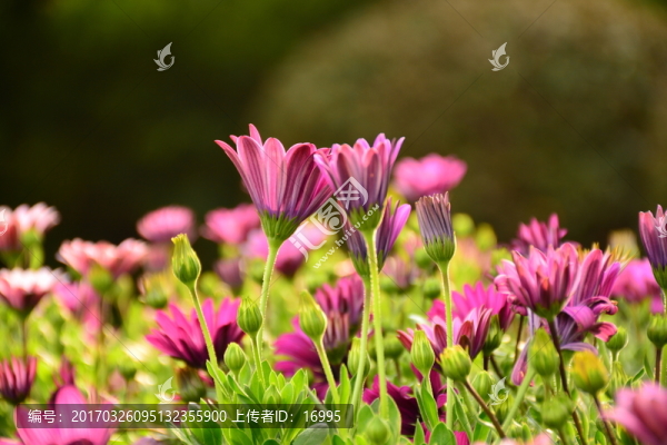非洲菊高清電腦桌面