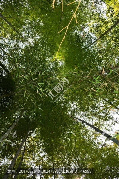 仰望竹林