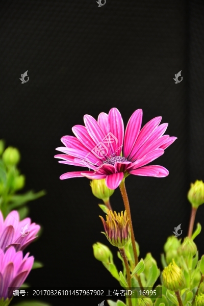 非洲菊高清壁紙