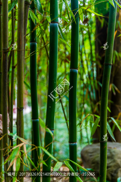望江公園