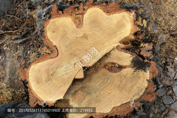 樹根,年輪