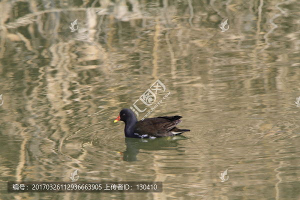 黑水雞