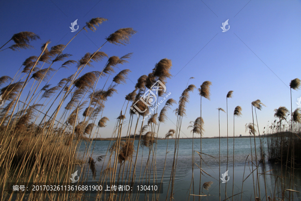 濕地風(fēng)光