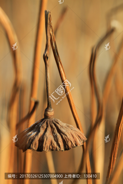 殘荷