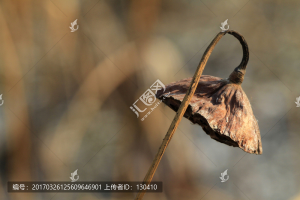 蓮蓬