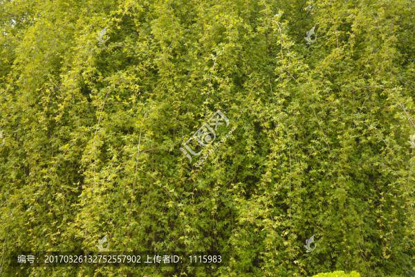 綠色植物背景