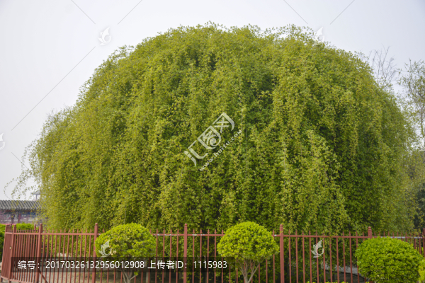 綠色植物景觀