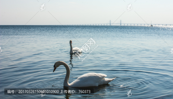 湖里的天鵝