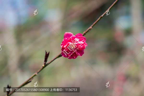 紅色梅花