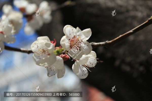 杏花