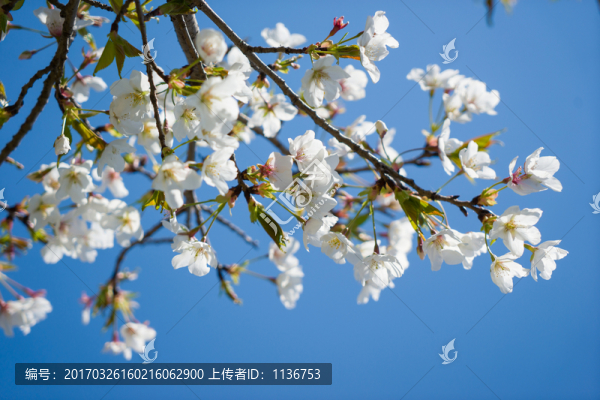 梨花