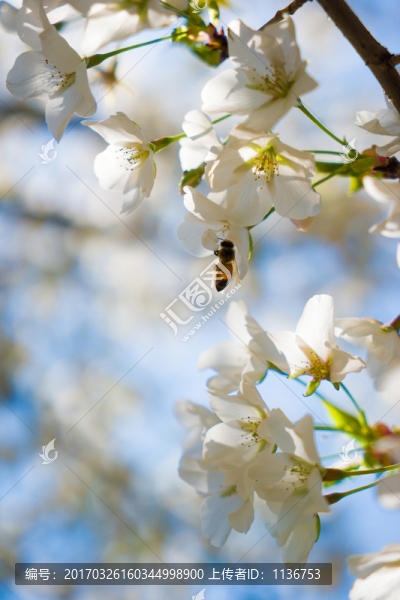 梨花