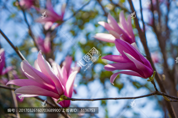 玉蘭花