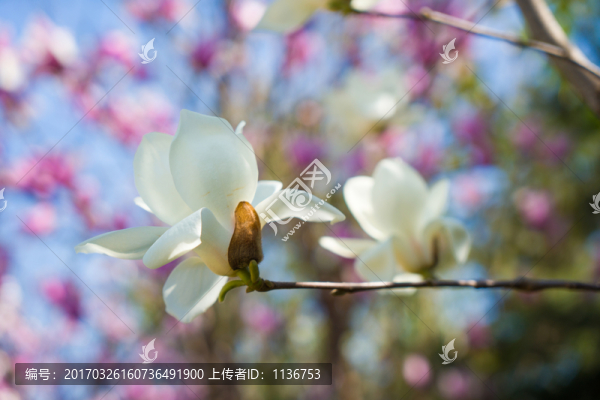 玉蘭花
