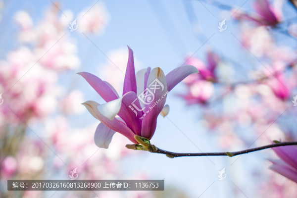 玉蘭花