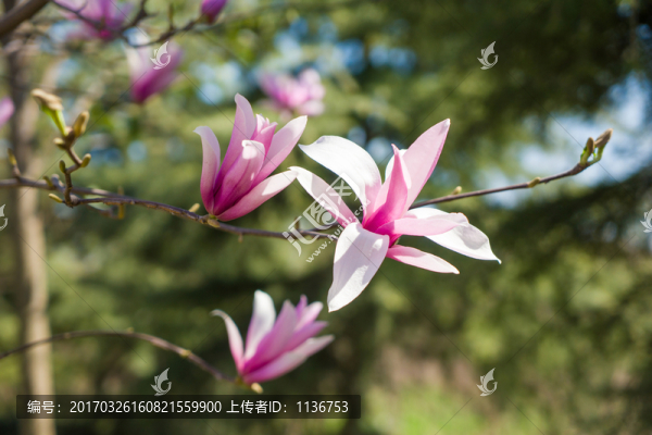玉蘭花