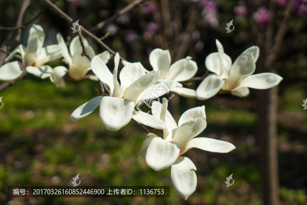 玉蘭花