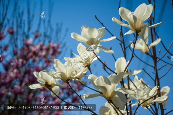 玉蘭花