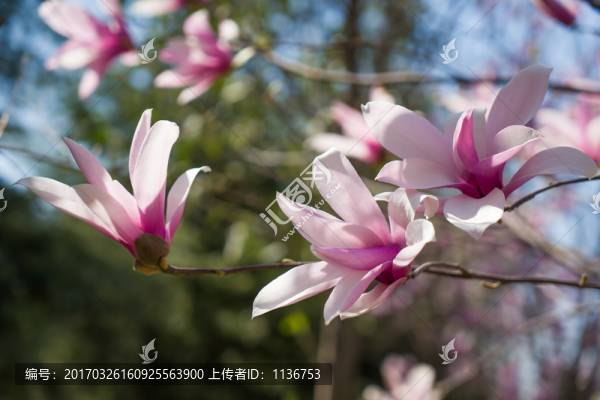 玉蘭花
